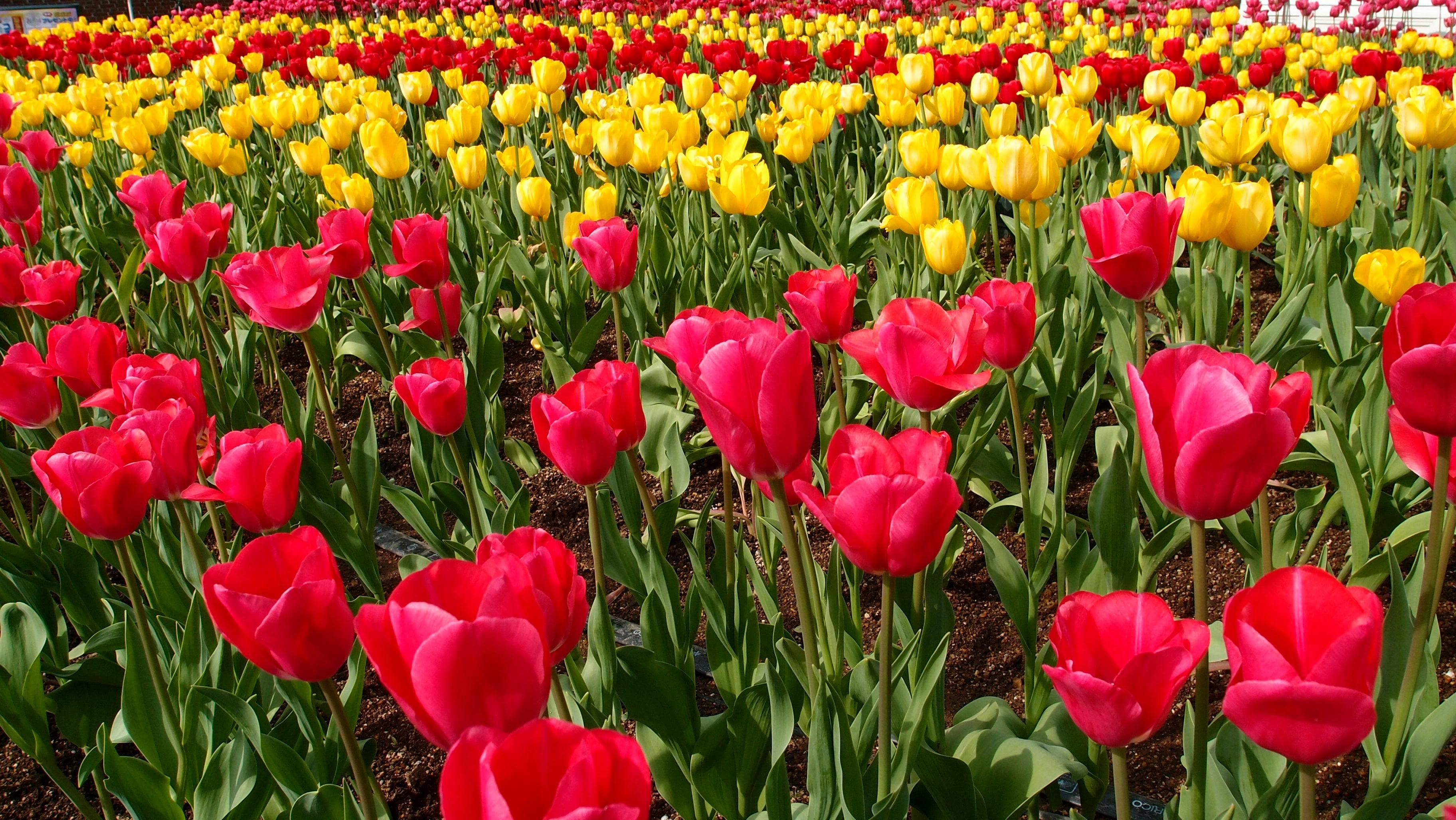Tulip Garden
